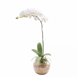 Classic Memory Bree Gift Shop