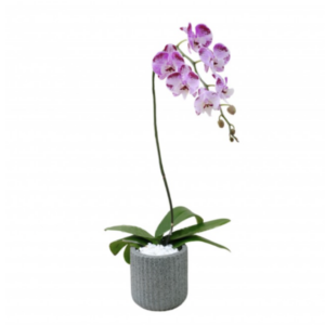 Eternal Sun Bree Gift Shop