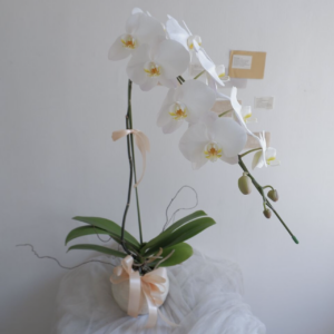 Orchid Bloom Bree Gift Shop